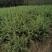 雪松小苗/雪松价格/高度50-80/欢迎您实地看苗选购