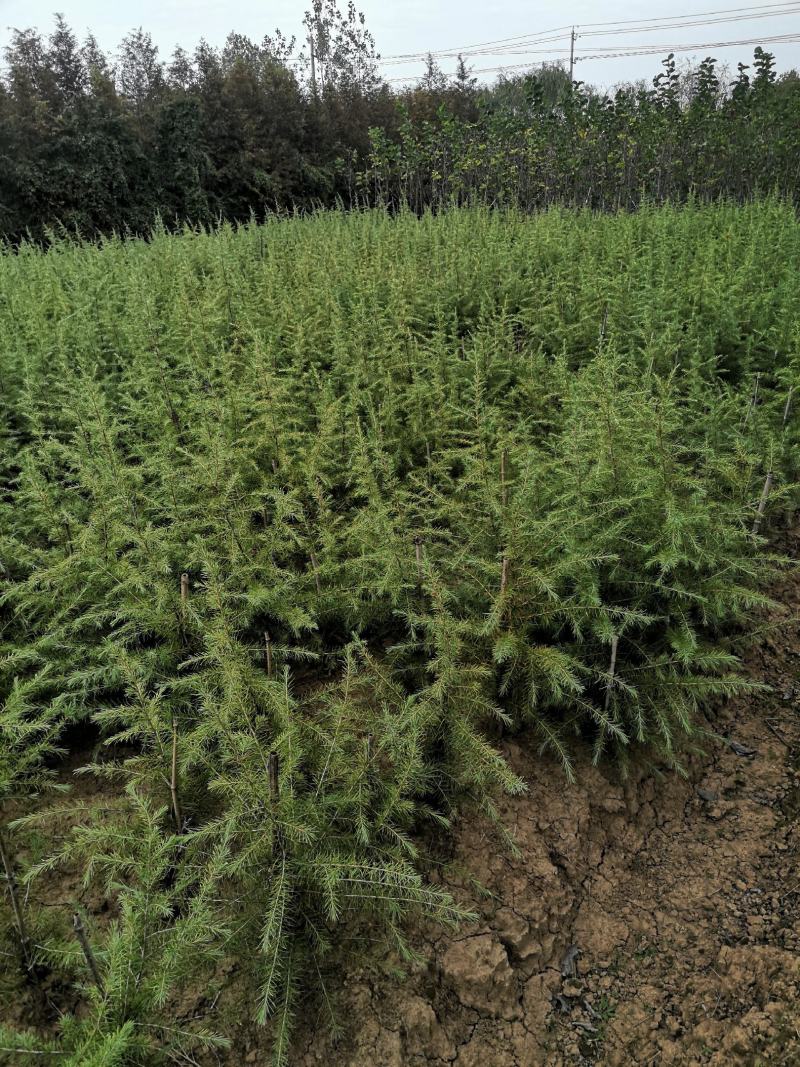 雪松小苗/雪松价格/高度50-80/欢迎您实地看苗选购
