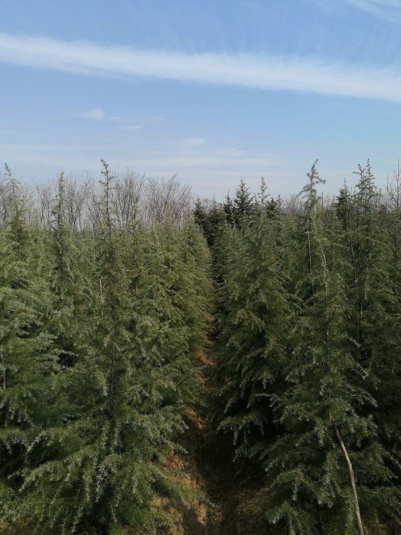 雪松小苗/雪松价格/高度50-80/欢迎您实地看苗选购