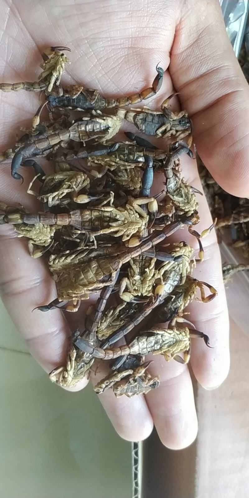 蝎子，干货，冰货，活货，总有你想要的