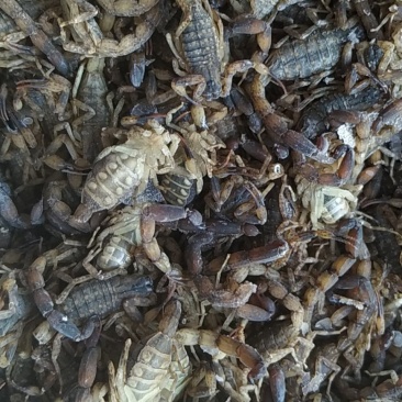 蝎子，干货，冰货，活货，总有你想要的