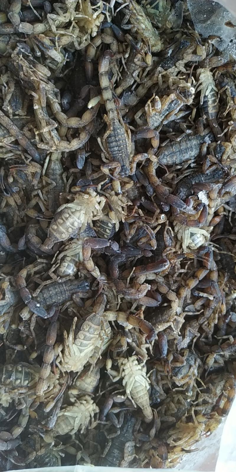 蝎子，干货，冰货，活货，总有你想要的