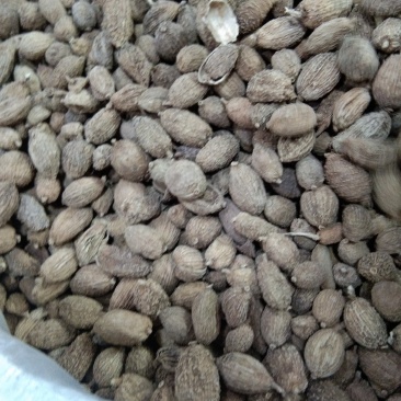 砂仁，圆砂仁，长砂仁，大量上市，批发零售，质优价美