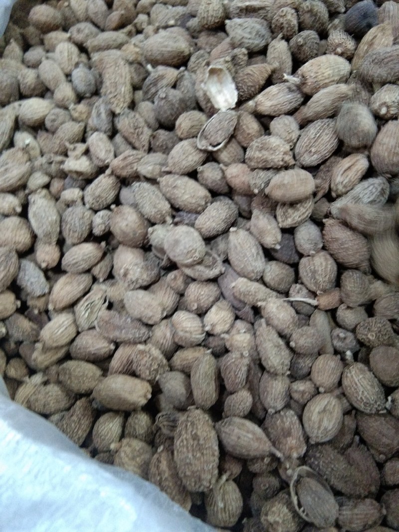 砂仁，圆砂仁，长砂仁，大量上市，批发零售，质优价美