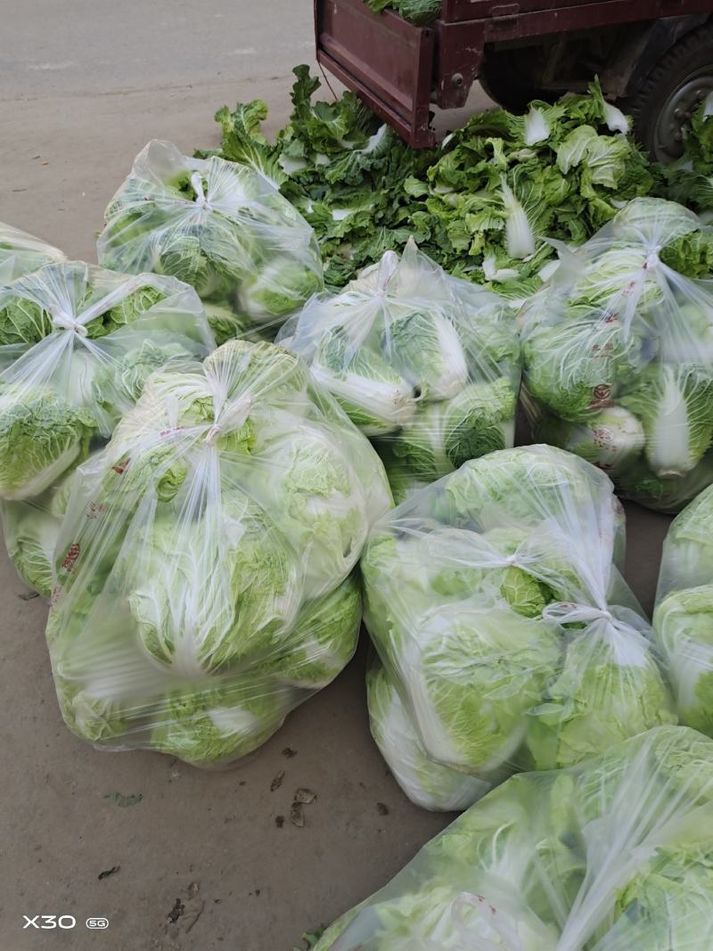 淮阳精品大白菜秦白2号新乡小包入库发市场齐全