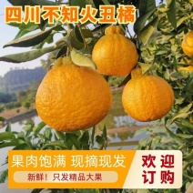 四川精品不之火（丑柑）大量上市中，果肉饱满欢迎购买
