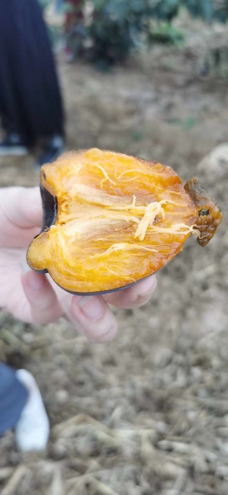3万斤黑柿子大量出售