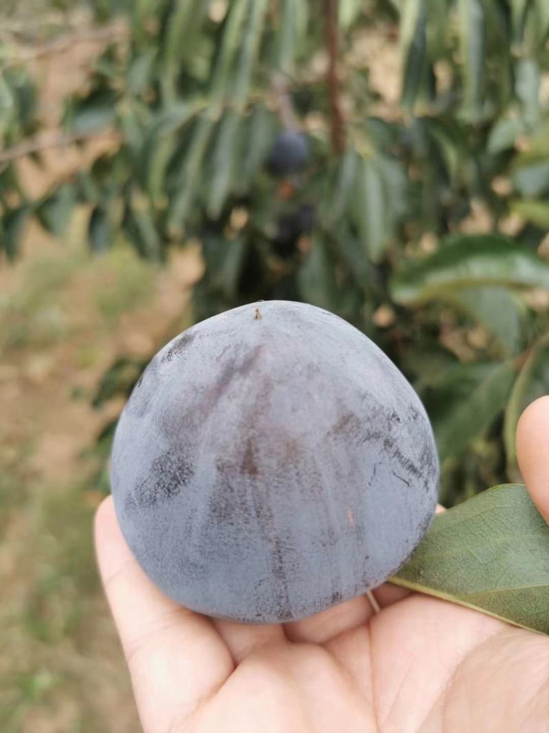 3万斤黑柿子大量出售