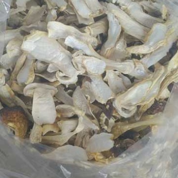 赤松茸优质干品，煲鸡煲猪脚脚味道好极了