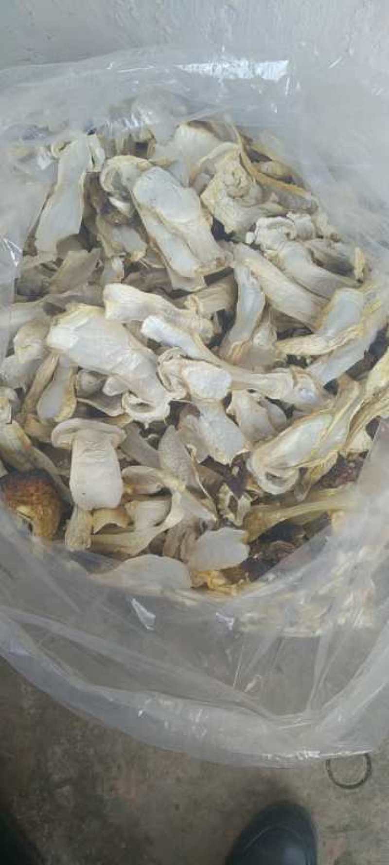 赤松茸优质干品，煲鸡煲猪脚脚味道好极了