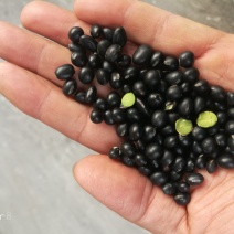 黑豆！绿心黑豆！黄仁黑豆！磨面黑豆，小扁黑豆！