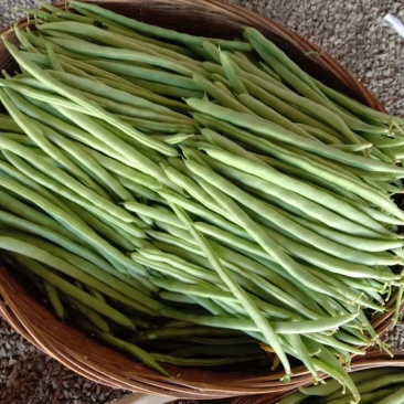 新苗四季豆大量上市了