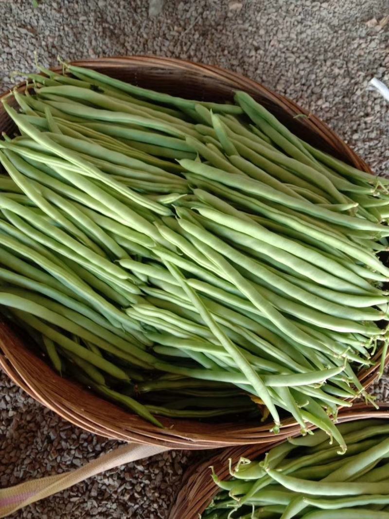 新苗四季豆大量上市了