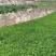 羌活苗出售，自己种植的，欢迎基地考察，量大价格优惠。