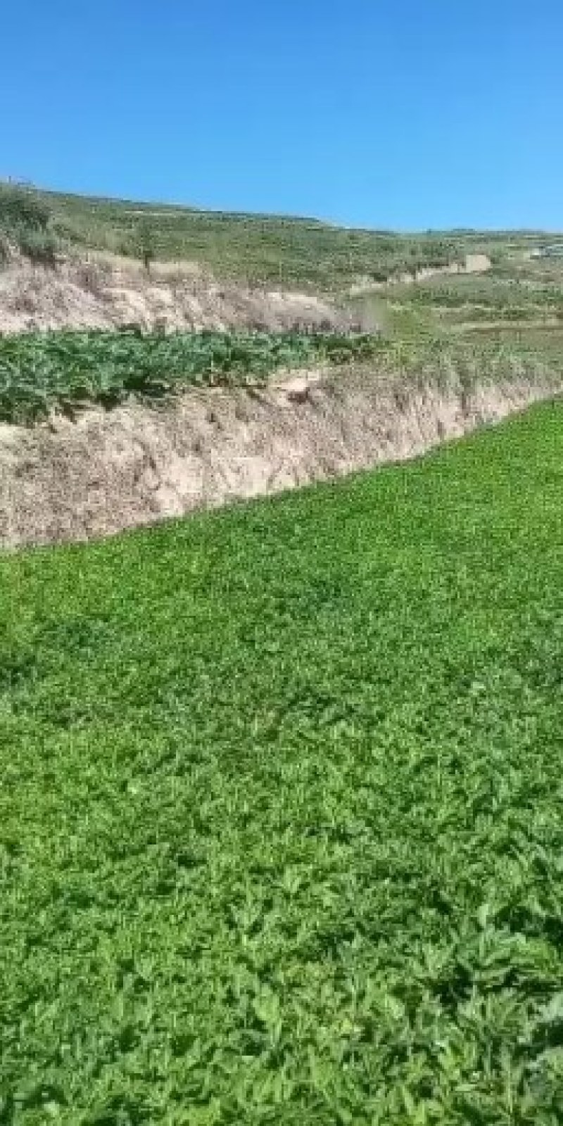 羌活苗出售，自己种植的，欢迎基地考察，量大价格优惠。