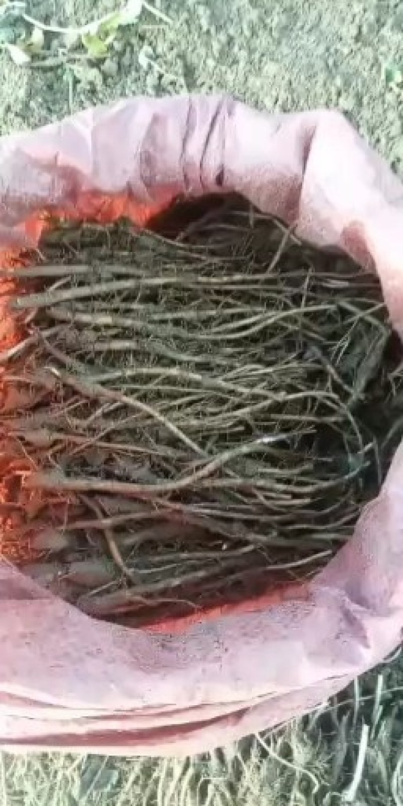 羌活苗出售，自己种植的，欢迎基地考察，量大价格优惠。