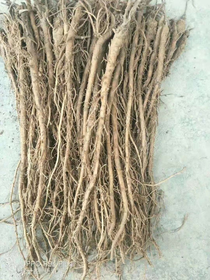 羌活苗出售，自己种植的，欢迎基地考察，量大价格优惠。