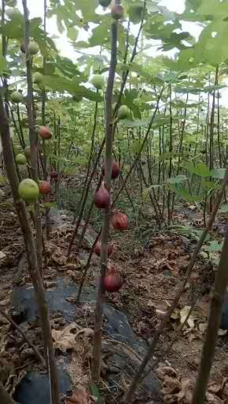 无花果苗波姬红无花果苗，芭劳奈无花果苗，地栽苗1厘米以上