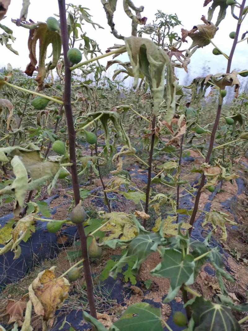 无花果苗波姬红无花果苗，芭劳奈无花果苗，地栽苗1厘米以上