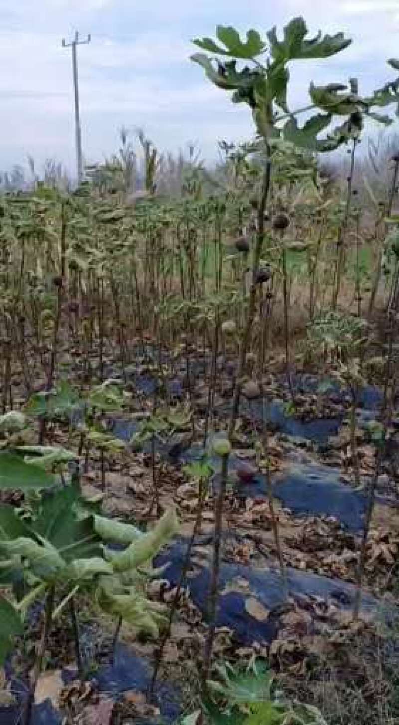 水果苗绿化无花果苗，布兰瑞克、青皮无花果树苗；绿化苗木，