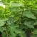 水果苗绿化无花果苗，布兰瑞克、青皮无花果树苗；绿化苗木，