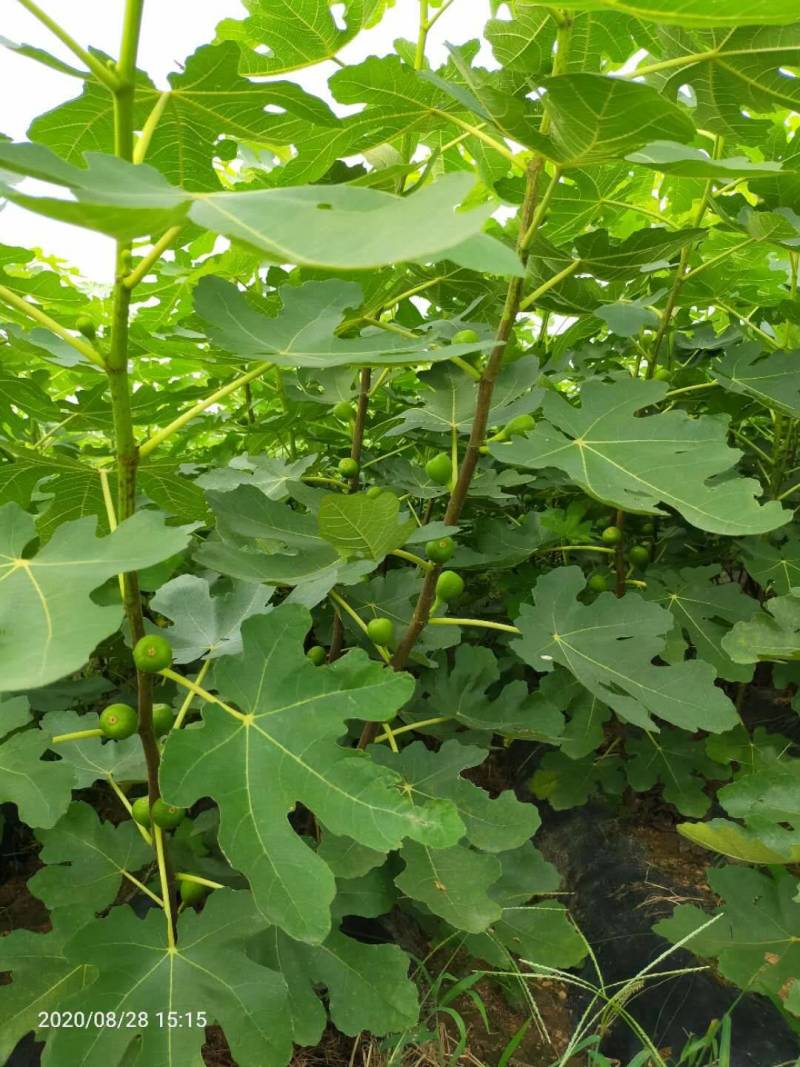 水果苗绿化无花果苗，布兰瑞克、青皮无花果树苗；绿化苗木，