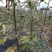 水果苗绿化无花果苗，布兰瑞克、青皮无花果树苗；绿化苗木，