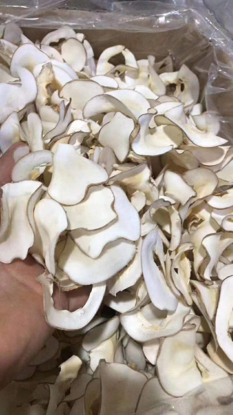 海底耶【包邮】三斤起发货可批量可零售量大从优