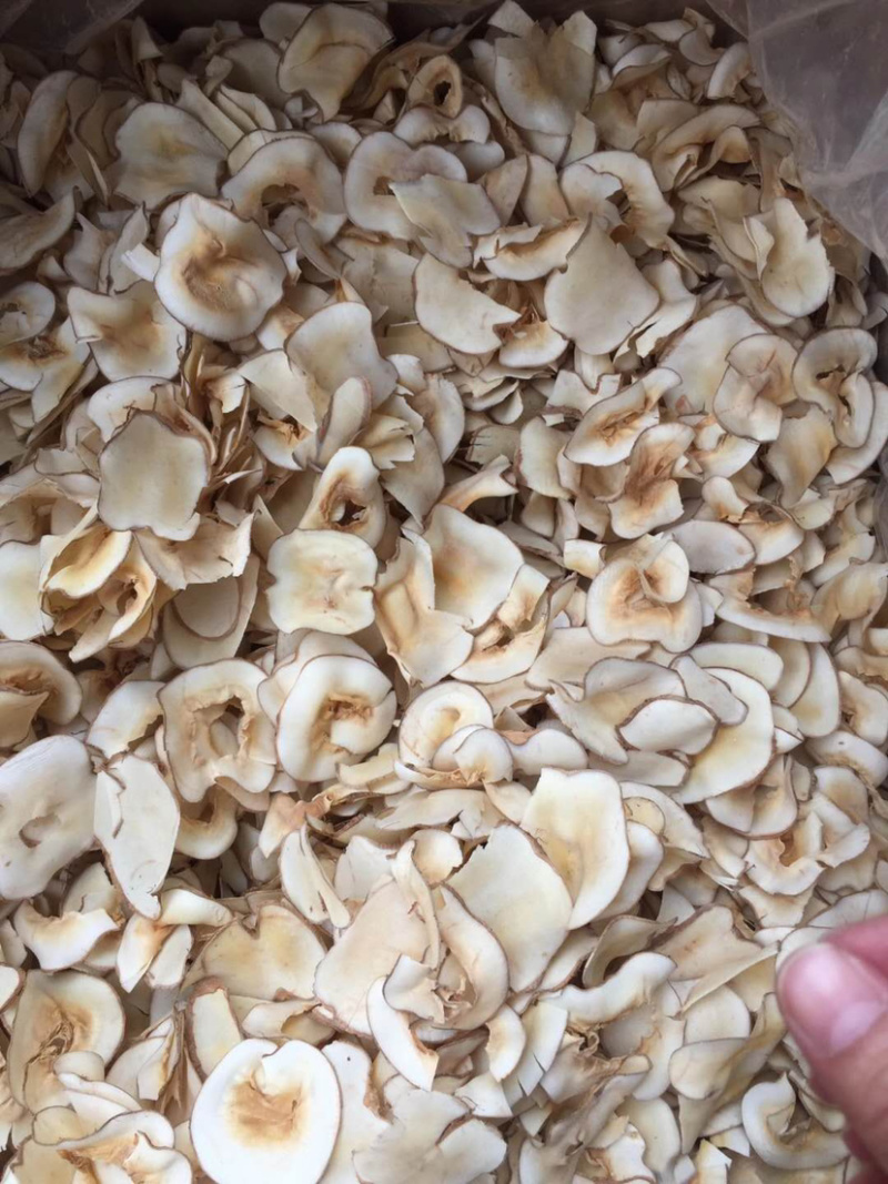 海底耶【包邮】三斤起发货可批量可零售量大从优