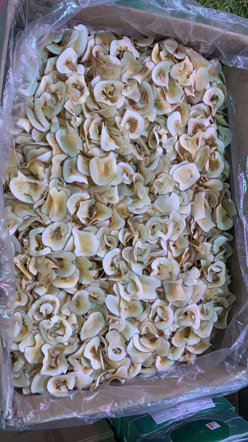 海底耶【包邮】三斤起发货可批量可零售量大从优