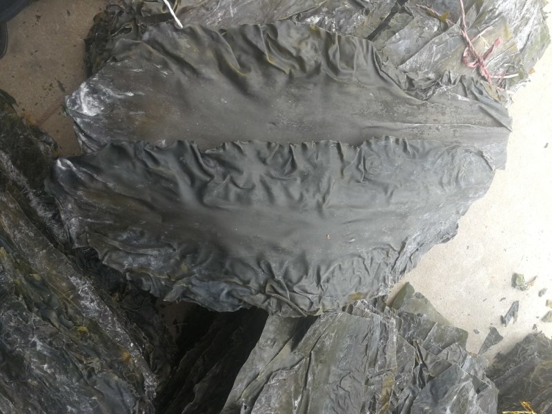 海带淡干黑海带板菜出口三级菜干净平整无泥沙