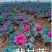 绿/紫甘蓝(种植蔬菜)