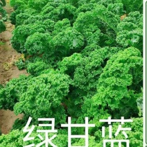 绿/紫甘蓝(种植蔬菜)