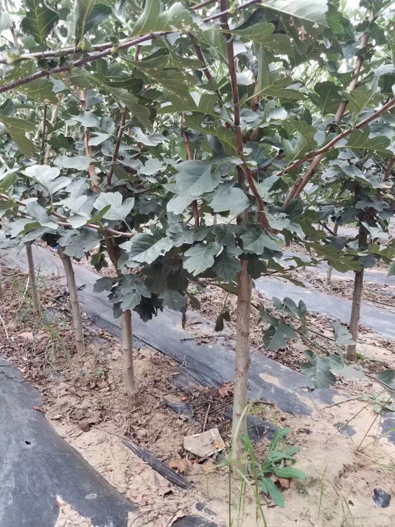 山楂树山楂苗1-5年，规格齐全，秦皇岛果树基地直发