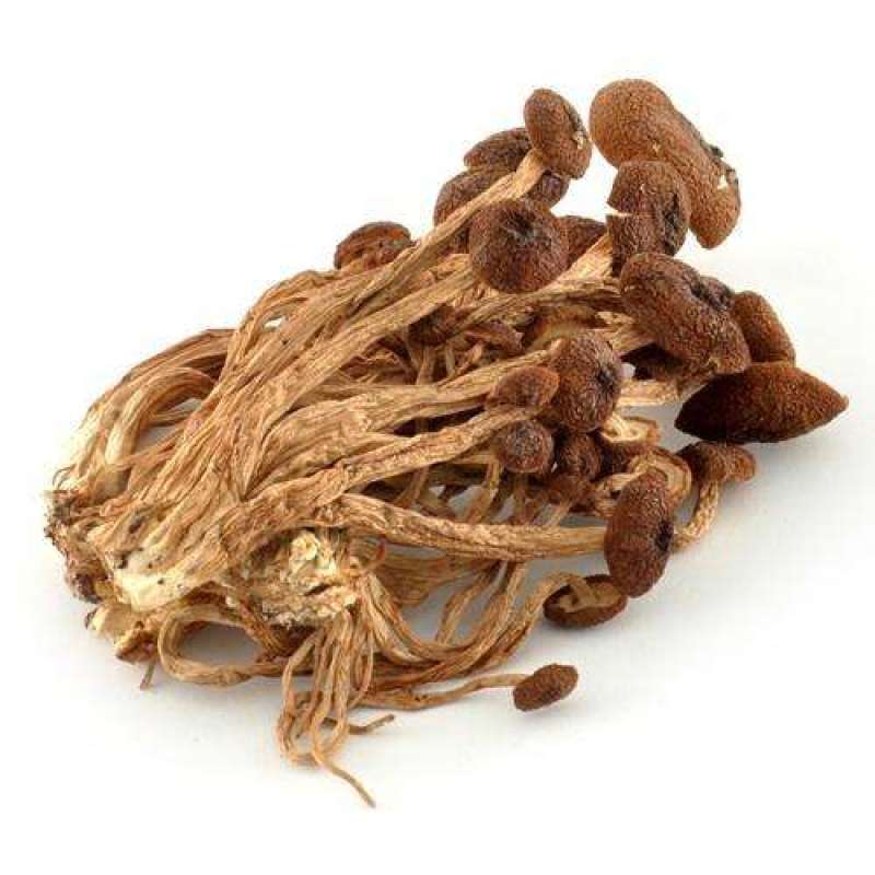 茶树菇批发欢迎各位老板详谈