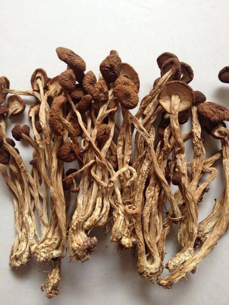 茶树菇批发欢迎各位老板详谈