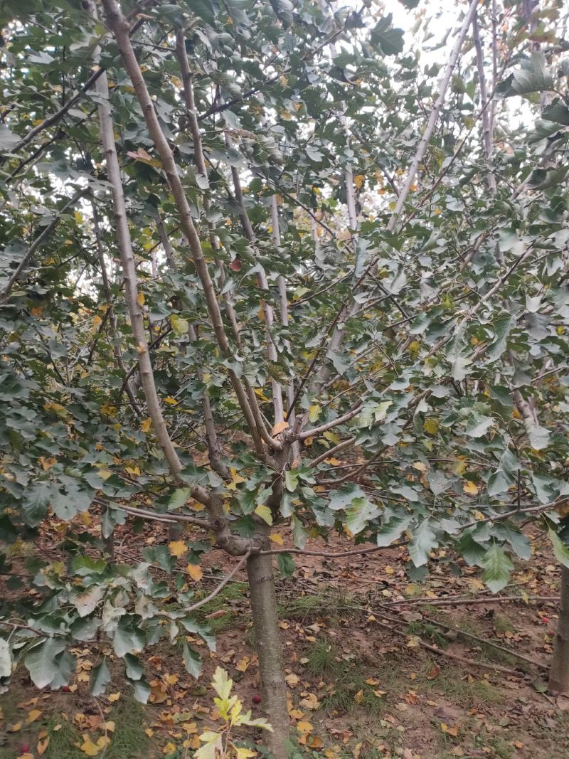 山楂树山楂苗1-5年，规格齐全，秦皇岛果树基地直发