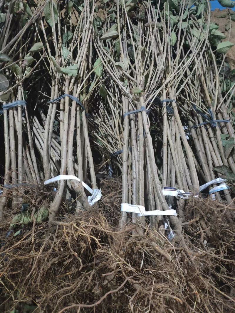 樱桃树樱桃苗品种美早俄罗斯八号红灯沙密脱等