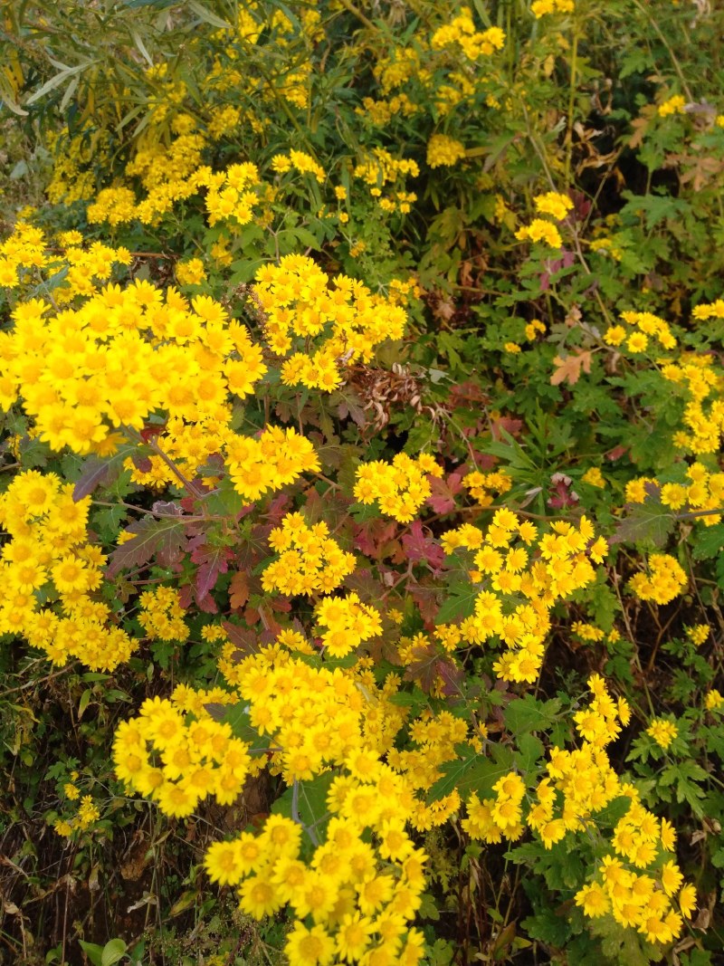 叶赫那拉山纯野生菊花茶