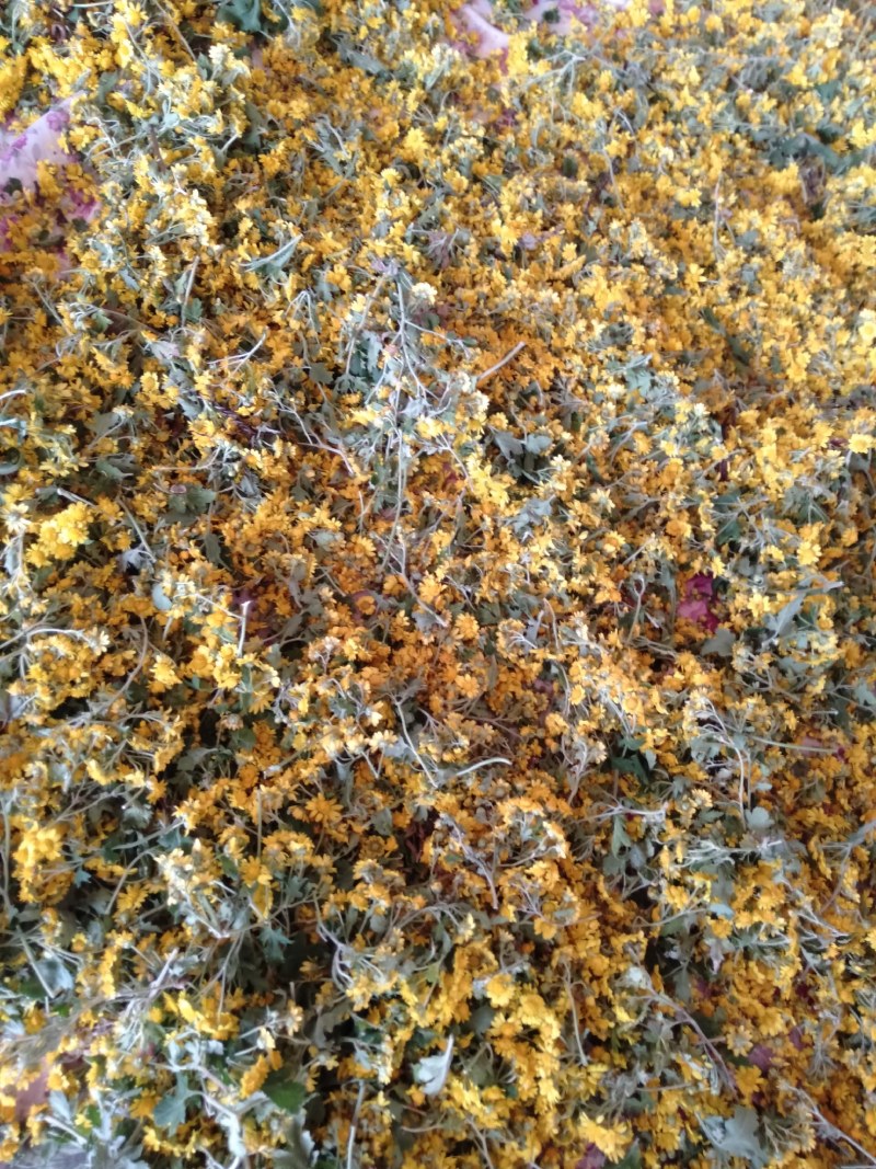 叶赫那拉山纯野生菊花茶