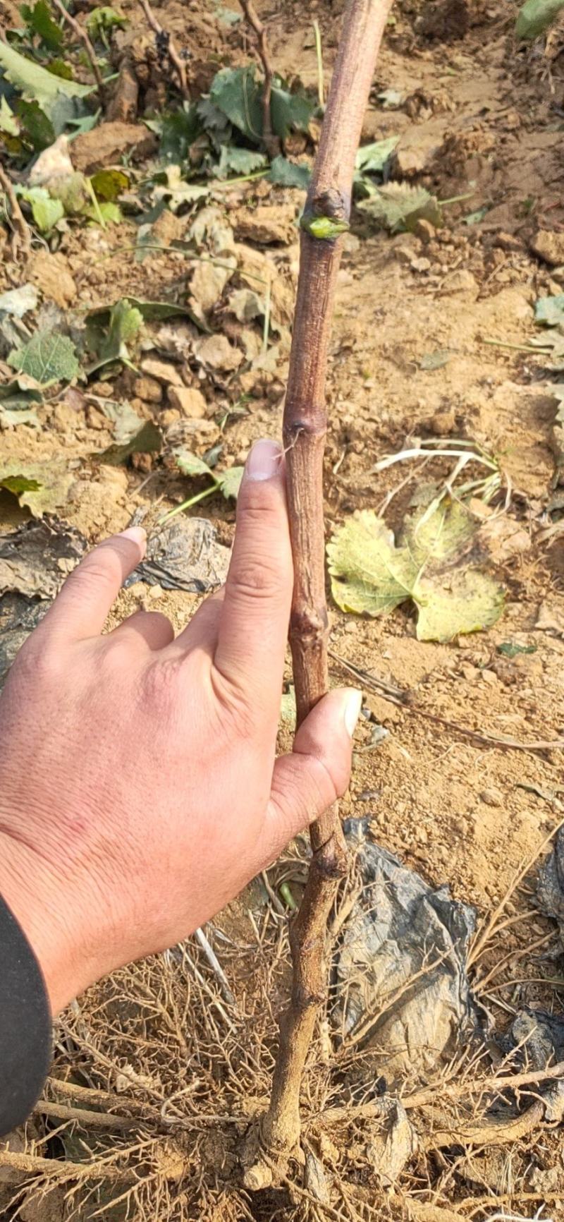 葡萄树苗，保证质量，欢迎基地考察，规格齐全