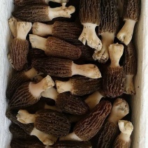 云南羊肚菌鲜品，1千克装，基地直发新鲜到家