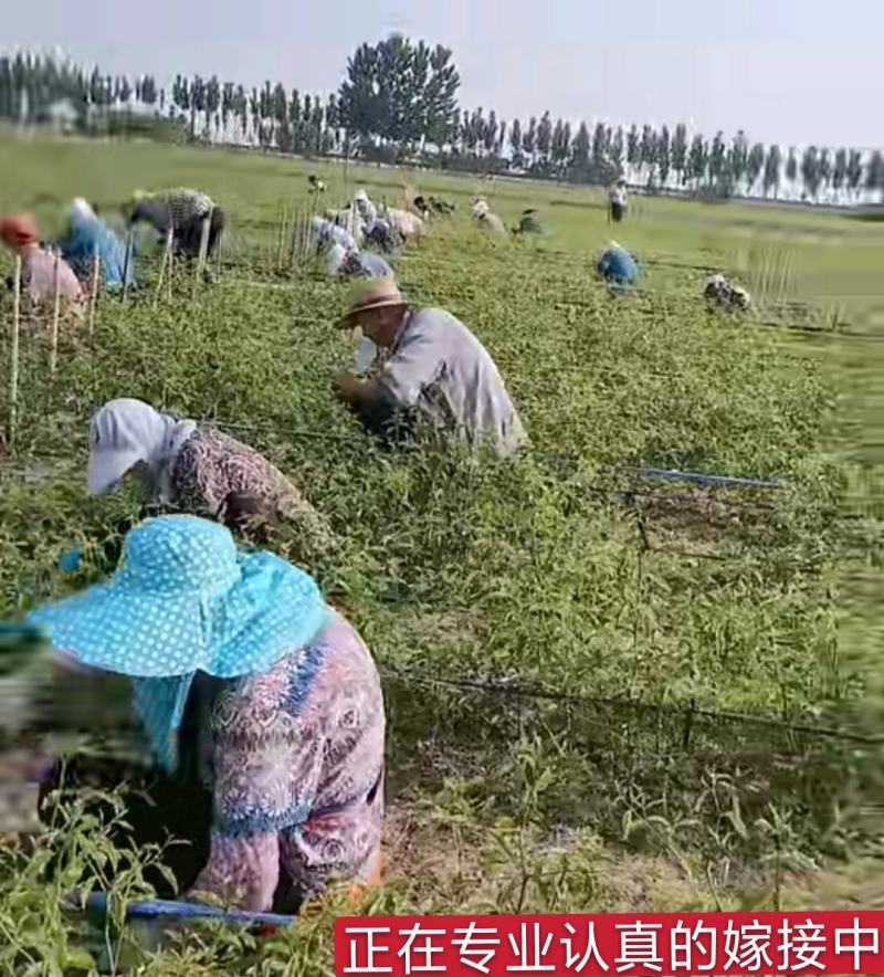 冬枣树苗山东沾化冬枣1代2代枣树苗保真品种技术指导