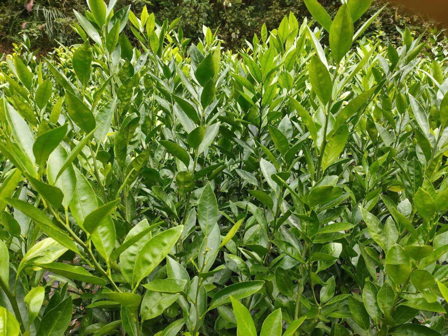 不同品种蜜橘树苗对比展示 蜜橘树苗品种展示