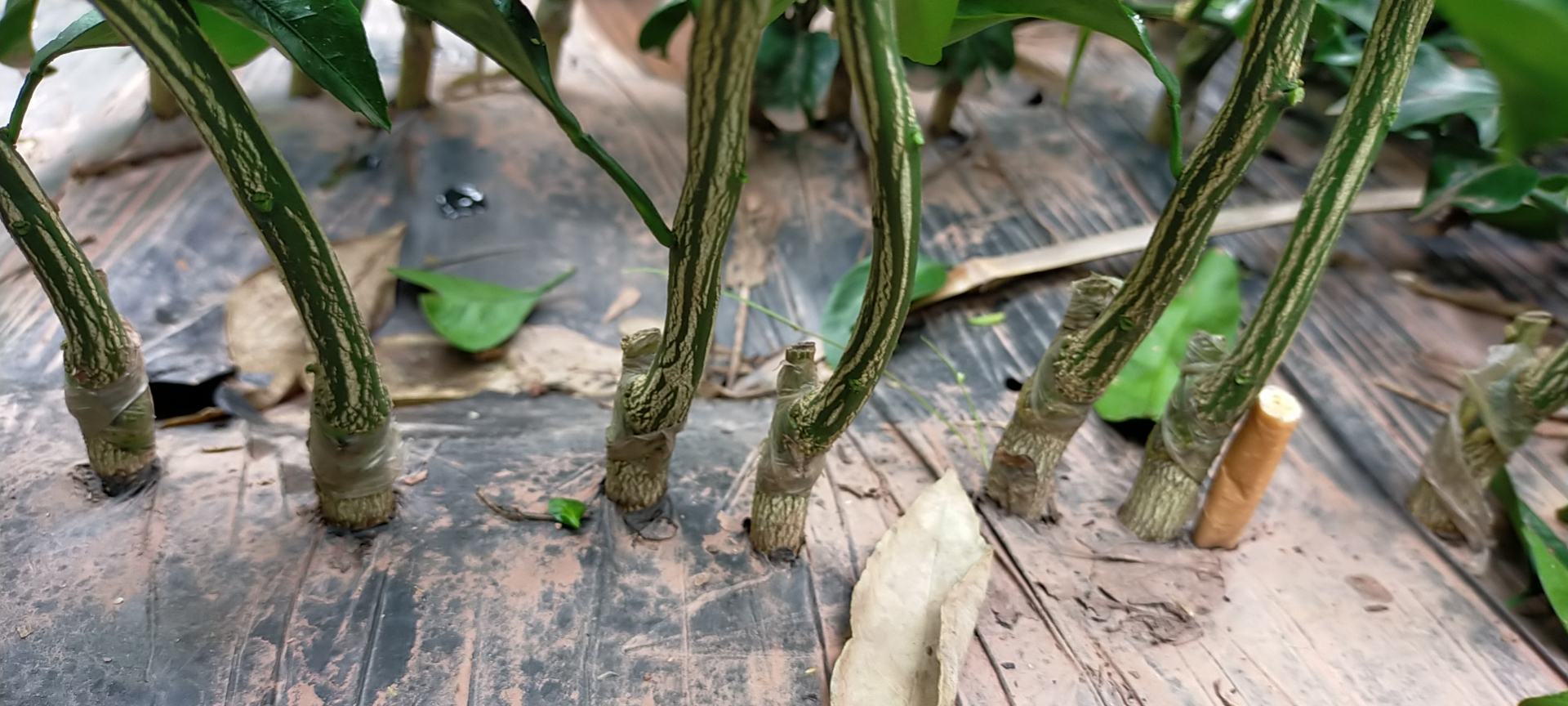 柑桔插条浸泡生根剂操作示意图