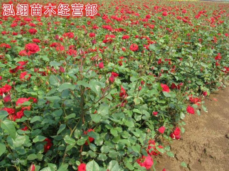 丰花月季，规格齐全、价格低专业从事绿化苗木