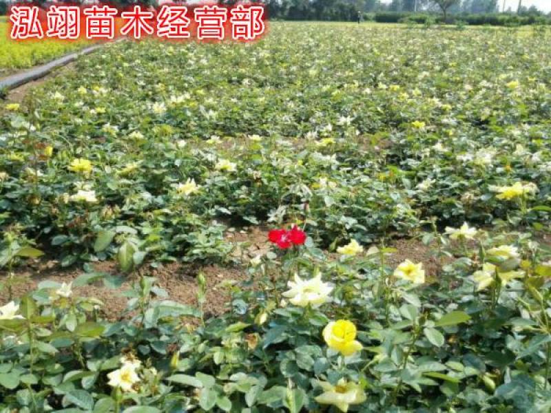 丰花月季，规格齐全、价格低专业从事绿化苗木