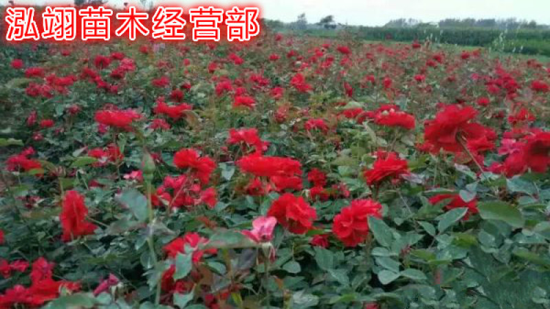 丰花月季，规格齐全、价格低专业从事绿化苗木