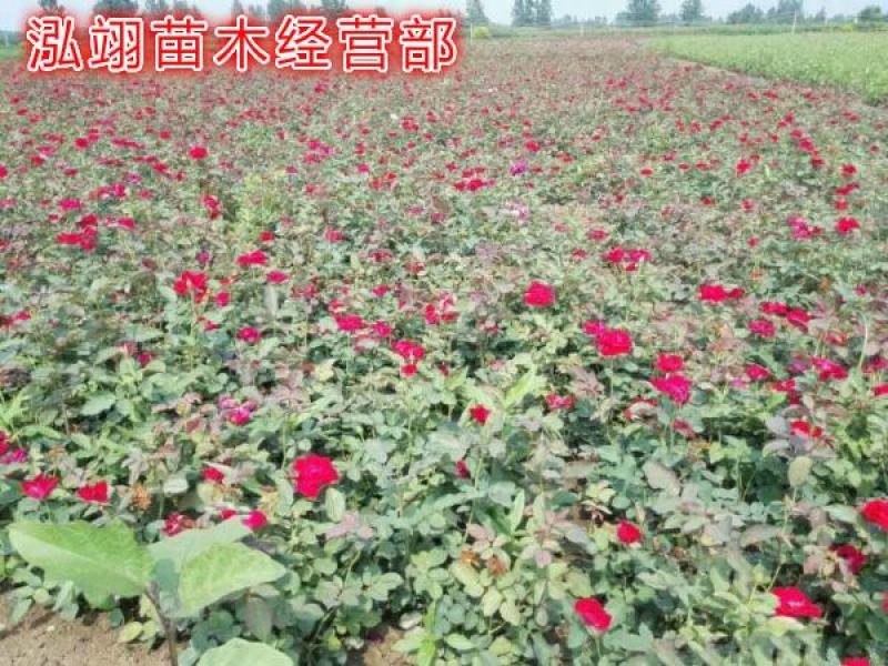 丰花月季，规格齐全、价格低专业从事绿化苗木