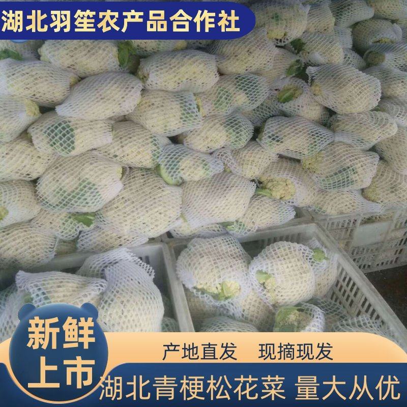 【推荐】实花松花，整车或配货发往全国各地，诚信为您代收